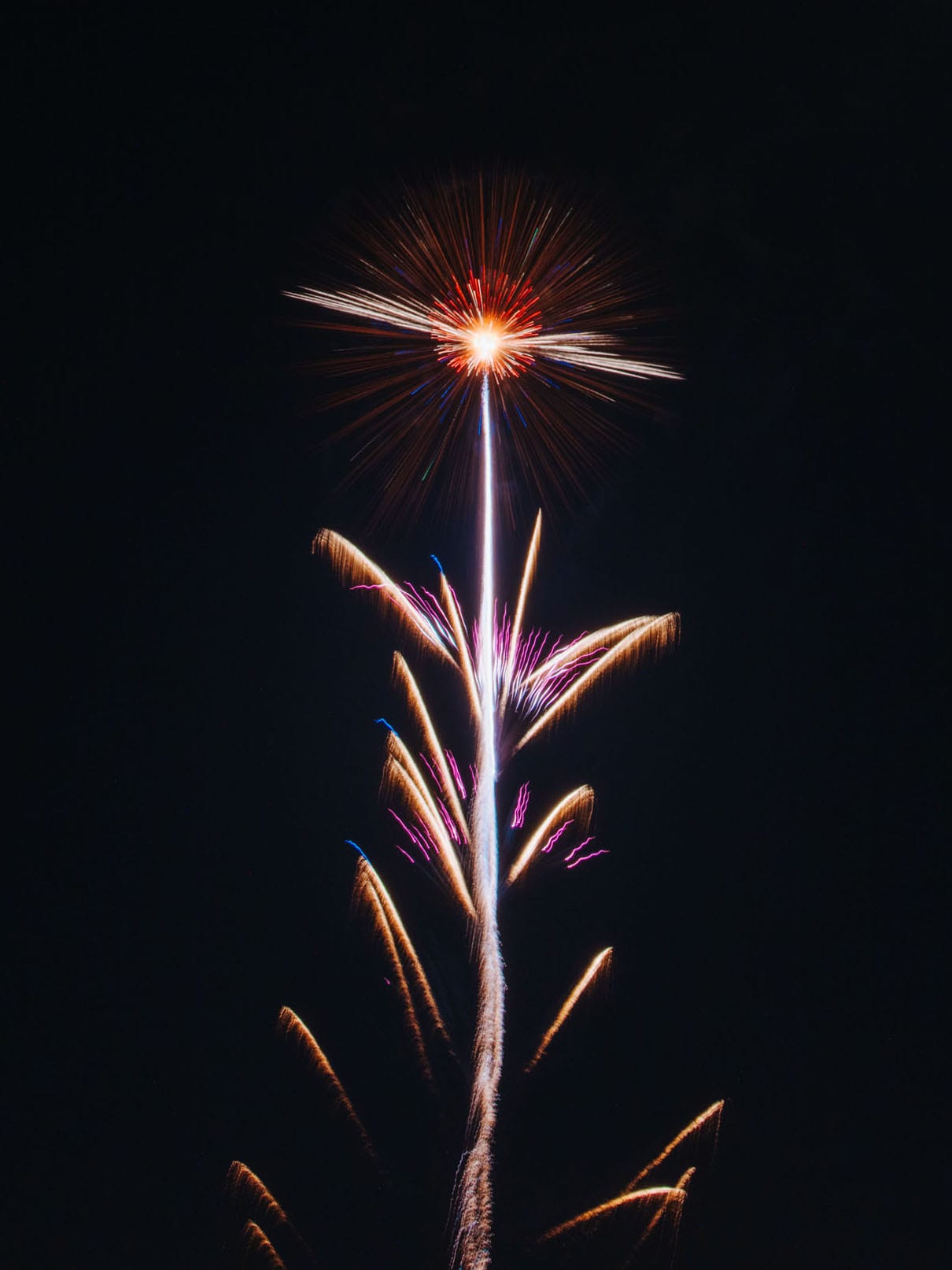 A burst of coloured light rising from a dark plant silhouette